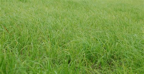 It was introduced in 1913 to bahia does not make a high quality lawn grass. How to Get Rid of Bahia Grass: Eliminating this Tenacious Weed
