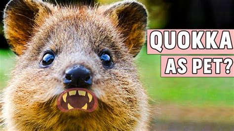 Can You Keep Quokka As Pet Youtube