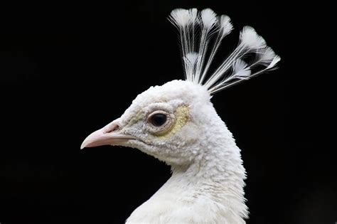 Stunning White Peacocks All The Facts And Pictures Bird Advisors