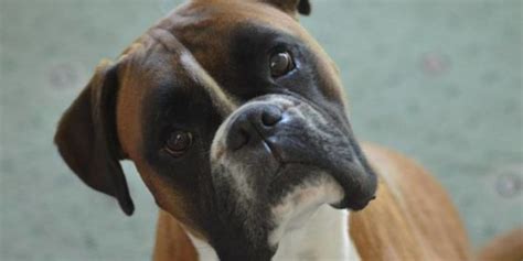 10 Dog Breeds That Drool The Most The Animal Rescue Site News