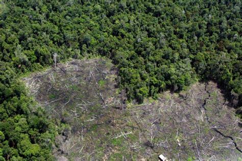 Hawak Kamay Tides And Apec Schools Deliver 650 Native Trees To Restore A