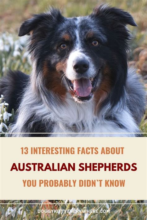 13 Interesting Facts About Australian Shepherds You Probably Didn T