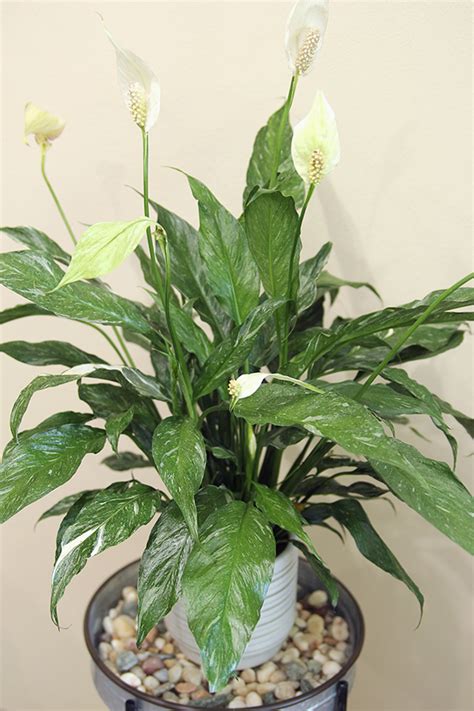 How To Grow Peace Lilies The Ultimate Indoor Houseplant 2023