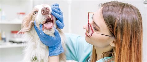 Dentistry Education For Patients And Practices Todays Veterinary Nurse