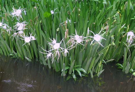 Swamp Lilies Hikers Blog