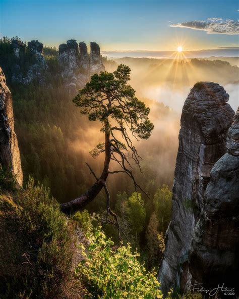 Inspiration Pine Tree In The Hills Of Saxon Switzerland Photo Filip