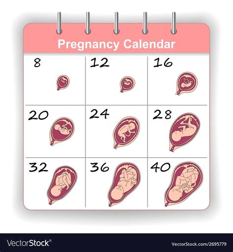 Weekly Pregnancy Calendar Week By Week Pregnancy Calendar