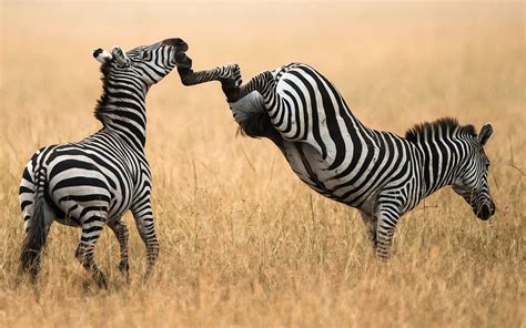 1920x1200 Animals Africa Zebras Sunset Landscape Wallpaper