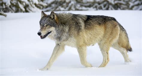 8 Incredible Wolf Facts Everyone Should Know