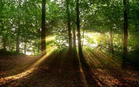 3840x2430 Forest Landscape Leafs Nature Rays Of Sunshine
