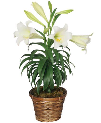 Traditional Easter Lily Flowering Easter Plant All House Plants