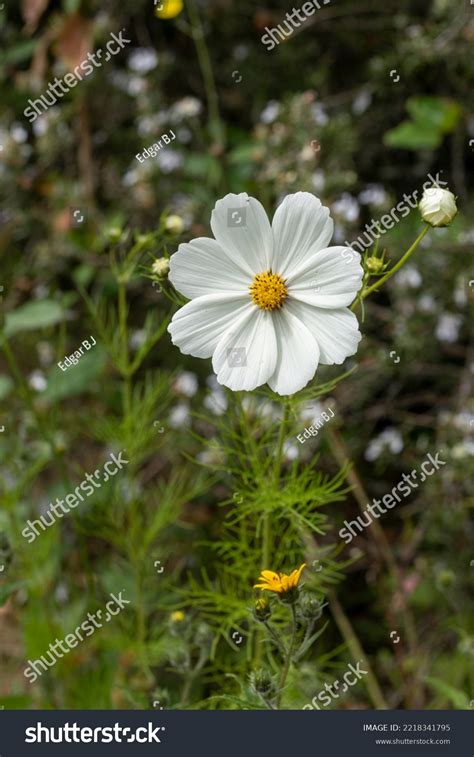 Mirasol Flower Cosmos Bipinnatus White Color Stock Photo 2218341795