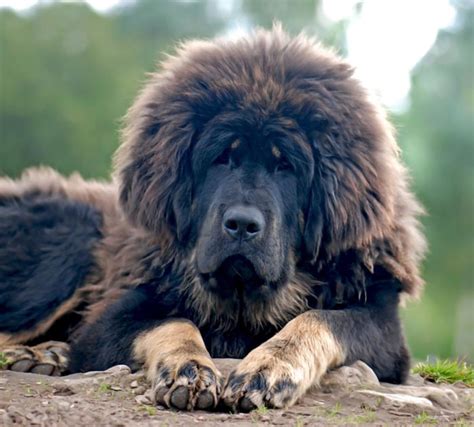 8 Breeds Of Himalayan Mountain Dogs Sheepdogs Mastiffs And More
