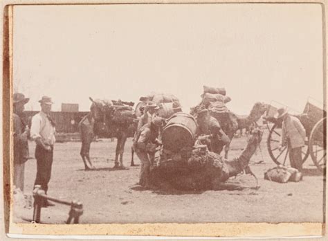 Looking for more camel toe? 400B/15: Camel team loaded with baggage and water, Eastern ...