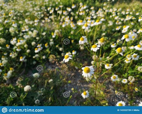 Chamomile Flowers In Green Spring Field Stock Image Image Of Spring