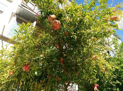 Forbidden fruit is a name given to the fruit growing in the garden of eden which god commands mankind not to eat. What Is The Best Fertilizer For Pomegranate Tree ...