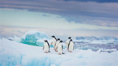 A Group Of Adelie Penguins Rest On Vivid Blue Ice Antarctica Windows