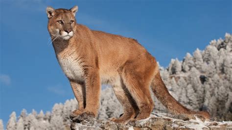 The Eastern American Puma Is Officially Declared Extinct Science And