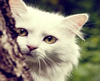 We have you covered with this list of over 385 cat name ideas. Female Cat Names that Start With the Letter T | cute ...