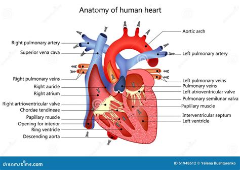 Medical Human Heart Stock Vector Image 61948612