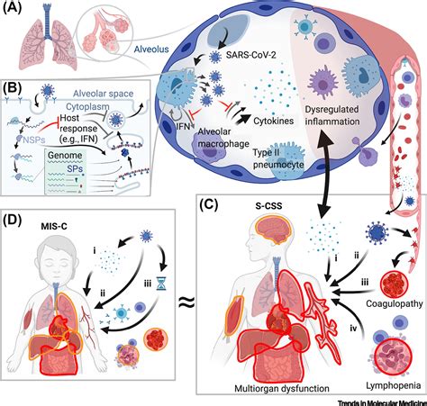 A Cytokine Circus With A Viral Ringleader Sars Cov 2 Associated