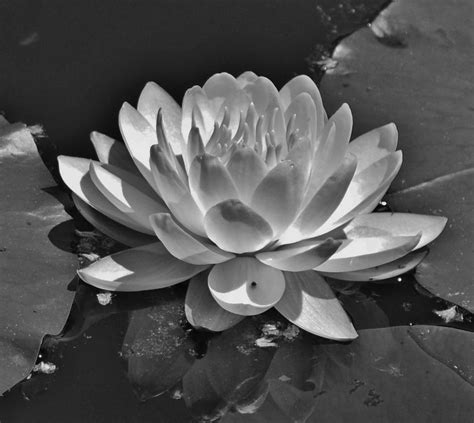 Black And White Water Lily By Matthew Beziat On Deviantart