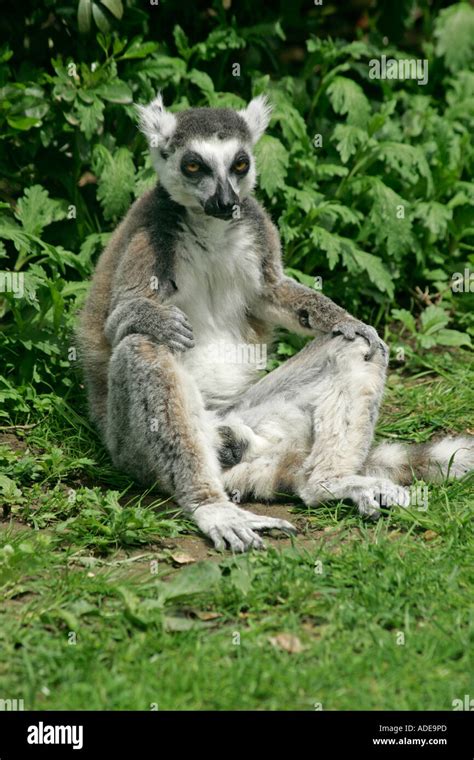 Ring Tailed Lemur Lemur Catta Sitting Down With Legs Wide Apart Stock