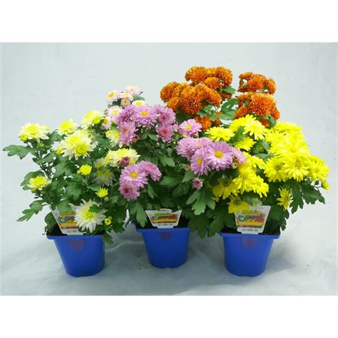 Plant Garden Mums Assorted Bunnings Warehouse Chrysanthemums