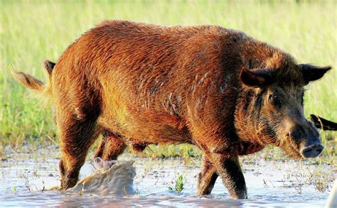 As Population Grows Feral Hogs Start To Make Traction In Lake Houston Area