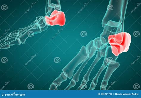 Human Skeleton System Calcaneus Bones Anatomy Stock Illustration