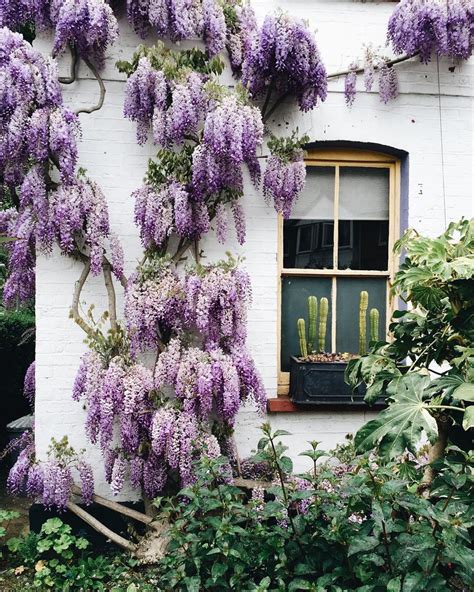 Pin By Kiersten Hudson On Dreamy Houses Wall Climbing Plants Plants