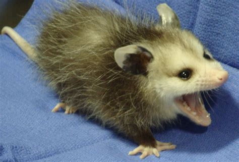 Baby Opossum Zarigüeya Pinterest Pequeños Y Animales