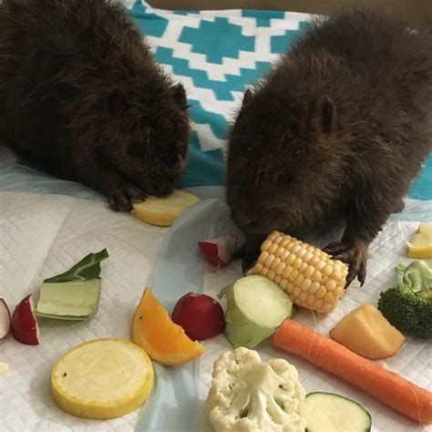 55 Adorable Baby Beavers Youd Instantly Want To Give A Hug To Small Joys