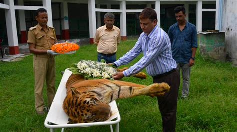 West Bengal Mourns Passing Of Indias Longest Surviving Tiger Raja