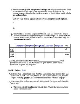 Describe the importance of interphase in a cell's life cycle. Virtual Microscope Lab Worksheet Answers - Worksheet List