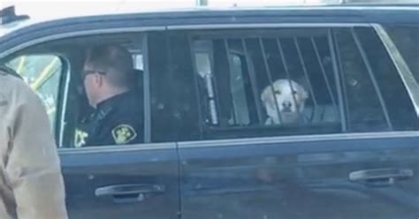 Dog Arrested For Being A Bad Boy Photo Of Him In Cop Car Goes Viral