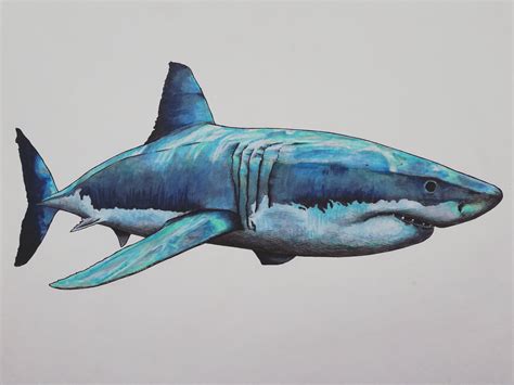 I Drew A Great White Shark With Pencil Fineliner And Copic Markers