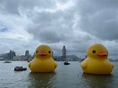 巨型黃鴨下午將維港巡遊 不少市民到添馬一帶拍照 - RTHK