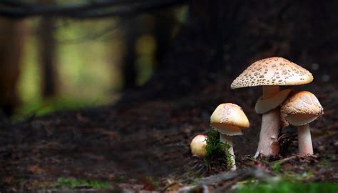What Do Fungi Contribute To The Ecosystem Sciencing