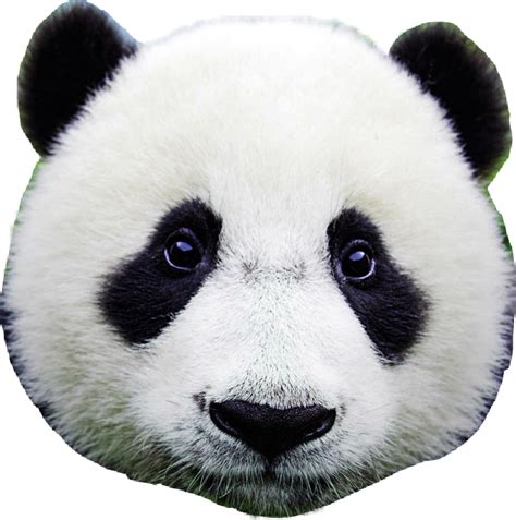 Panda🐼 Freetoedit Panda Panda🐼 Sticker By Xin981