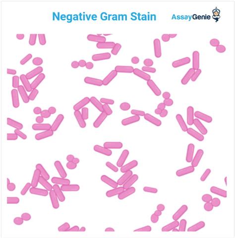 What Is Gram Negative Bacteria And Why Can It Cause So Many Diseases