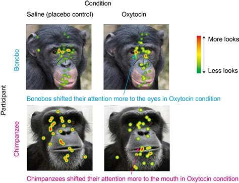 Bonobos Chimpanzees And Oxytocin Eurekalert