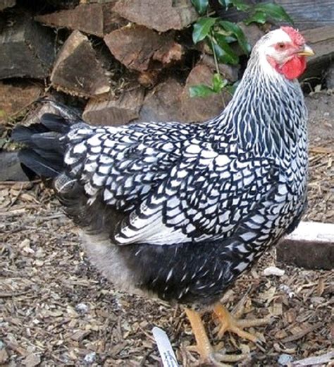 Silver Laced Wyandottes For Sale In Uk 24 Used Silver Laced Wyandottes