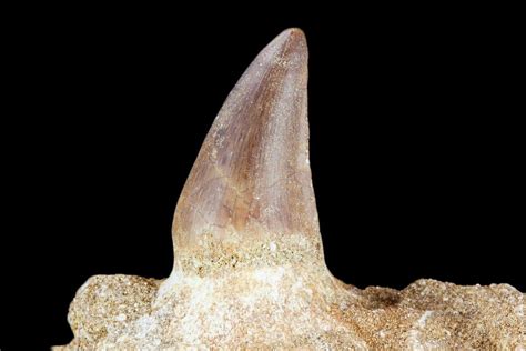 24 Fossil Mosasaur Prognathodon Jaw Section With Tooth 116981 For Sale