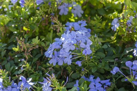 Plumbago Auriculata Blue Flowering Plant Cape Leadwort Five Petals