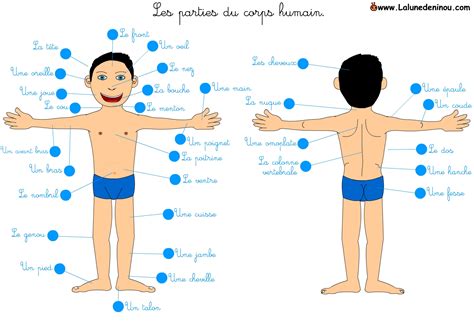 Épinglé par TOUITOU sur École Parties du corps humain Partie du