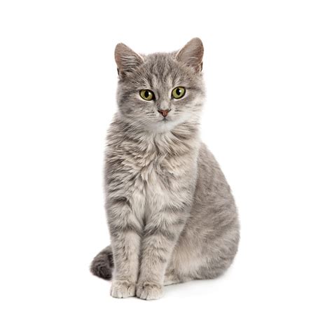 Solange es sich um katzenuringeruch innerhalb einer wohnung handelt, der nach dem auszug der mieter automatisch wieder verschwindet, kann der vermieter die katzenhaltung nicht verbieten (ag hamburg, urteil vom 24. Katze | Tierarztpraxis Dr. Nina Peselmann