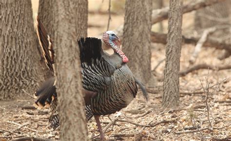 Winter Scouting For Spring Turkeys In Nebraska Nebraskaland Magazine