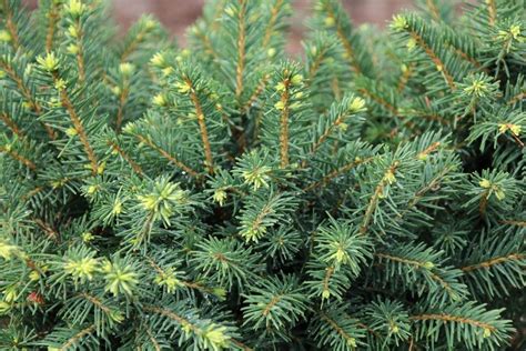 Growing White Spruce Trees Learn About White Spruce Trees In Landscapes