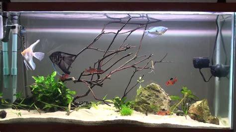 Freshwater Angelfish Tank Setup